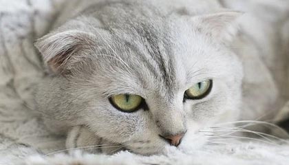 中信证券：预计传统LED需求将持续温和复苏 产品价格趋势向好