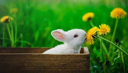 国海证券给予宏华数科买入评级：业绩快速增长，盈利能力基本维持稳定