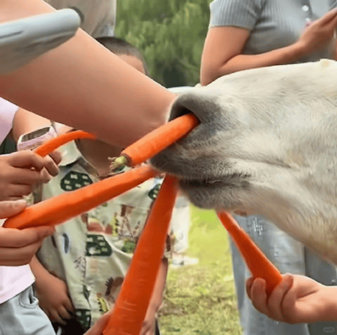 网友称一动物园羊驼被投喂吃撑倒地翻白眼,园方回应:确实吃饱了