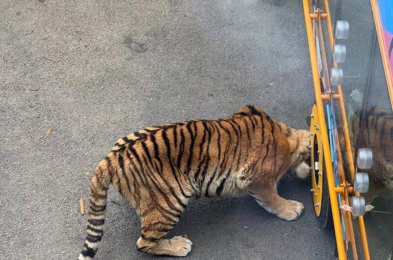 动物园观光车压碎老虎下巴？园方：初步检查未发现重大伤情