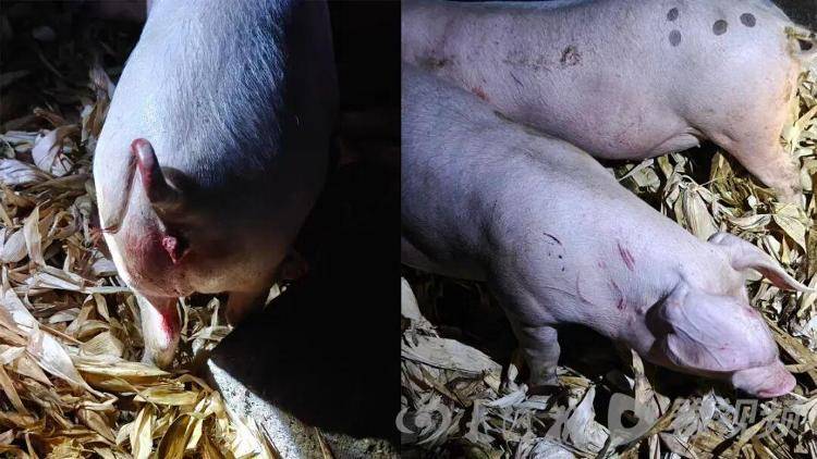 湖北鹤峰县疑再现老虎踪迹，村民家猪遭袭，玉米地发现脚印，此前男子自称干农活时被抓伤，当地回应