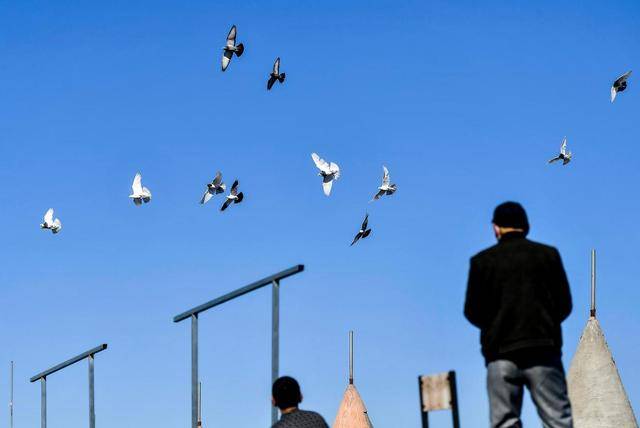 干部收95只鸽子价值132万 最贵18万