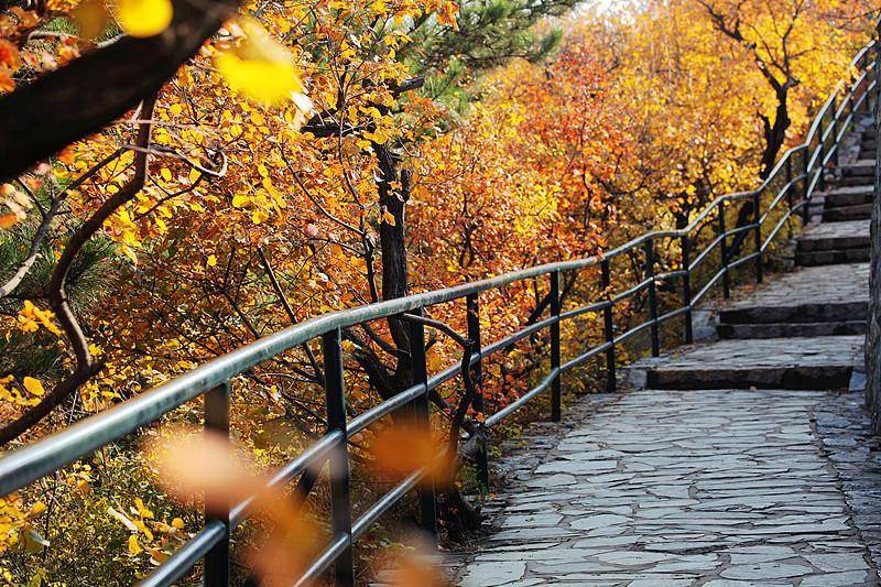 霜降已到,全国红叶上线中!这些“出片宝地”藏不住了