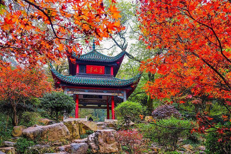 霜降已到,全国红叶上线中!这些“出片宝地”藏不住了