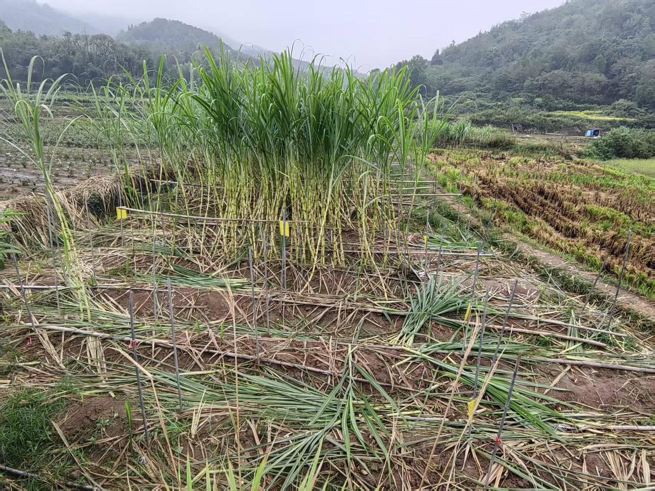 “偷”的是氛围“找”的是童年，浙江一甘蔗地允许“自助偷甘蔗”